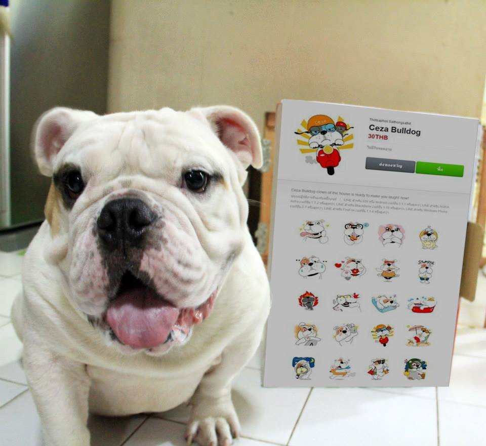 ฝาก Sticker Line ฝีมือคนไทย Ceza Bulldog