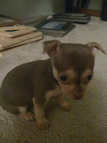 Miss Yummy was a month old