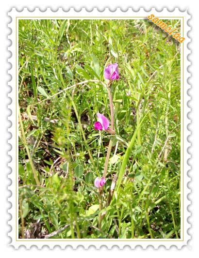 Bloggang.com : samelaa : ดอกไม้บาน...ฤดูใบไม้ผลิมาเยือนแล้วจ้า 春(はる)