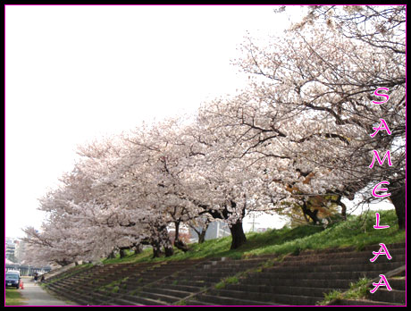 Bloggang.com : samelaa : ดอกซากุระโซเมอิโยชิโนะ...ที่ปราสาทโอคาซากิ