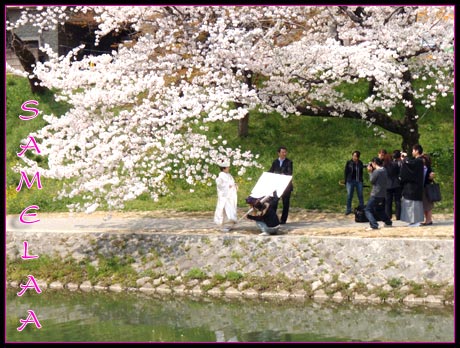 Bloggang.com : samelaa : ดอกซากุระโซเมอิโยชิโนะ...ที่ปราสาทโอคาซากิ