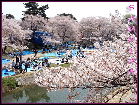 Bloggang.com : samelaa : ดอกซากุระโซเมอิโยชิโนะ...ที่ปราสาทโอคาซากิ