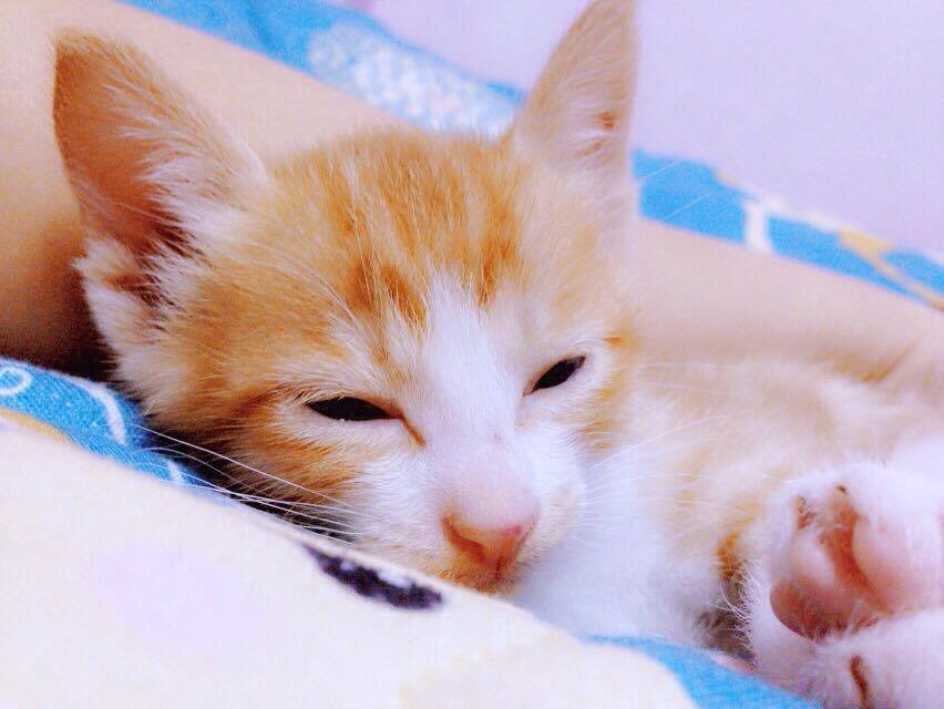 ลูกแมว
