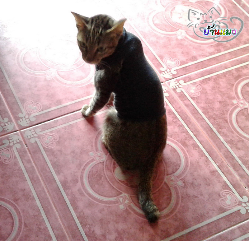 แมวฉันถาม Bloggang.com : เพรางาย - เสื้อคุณแมว