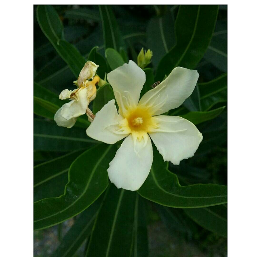 My Image 2