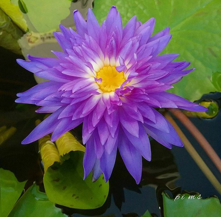My Image 78