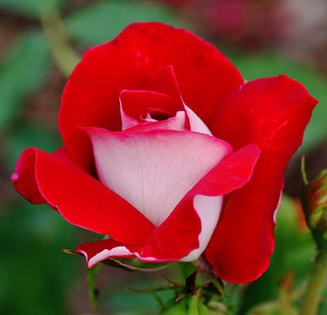 My Image 37