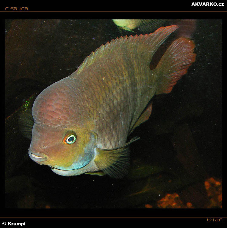 My Image 34