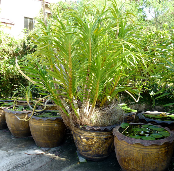 Bloggang.com : anthurium : ว่านหางช้าง