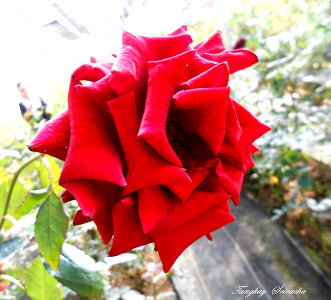 My Image 13