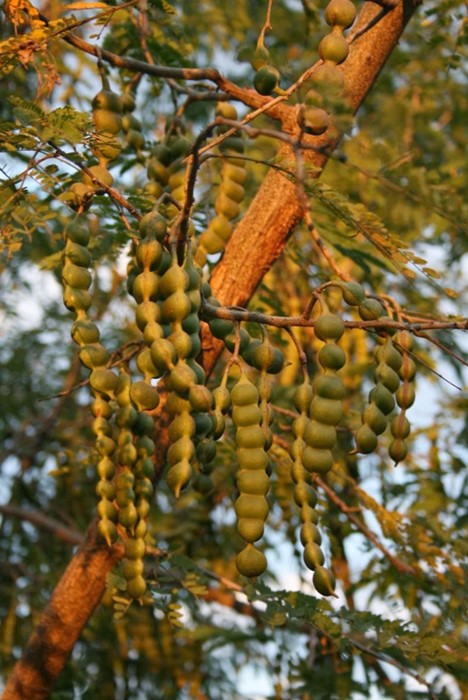 à¸ªà¹‰à¸¡à¸›à¹ˆà¸­à¸¢