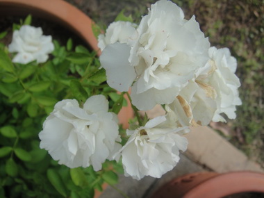 macspice rose macspice rose