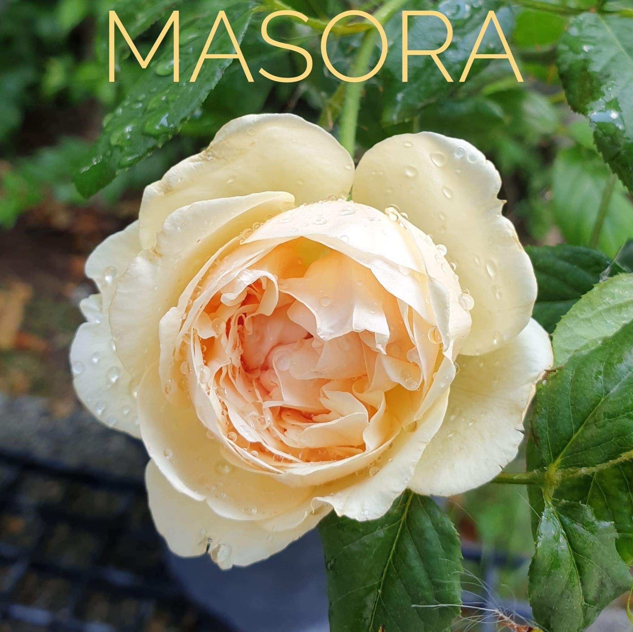 England Roses and Japanese rose of songkran festival