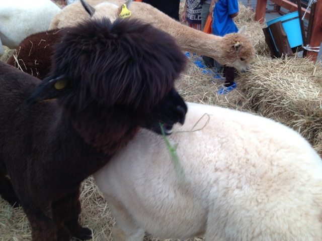 alpaca in thailand