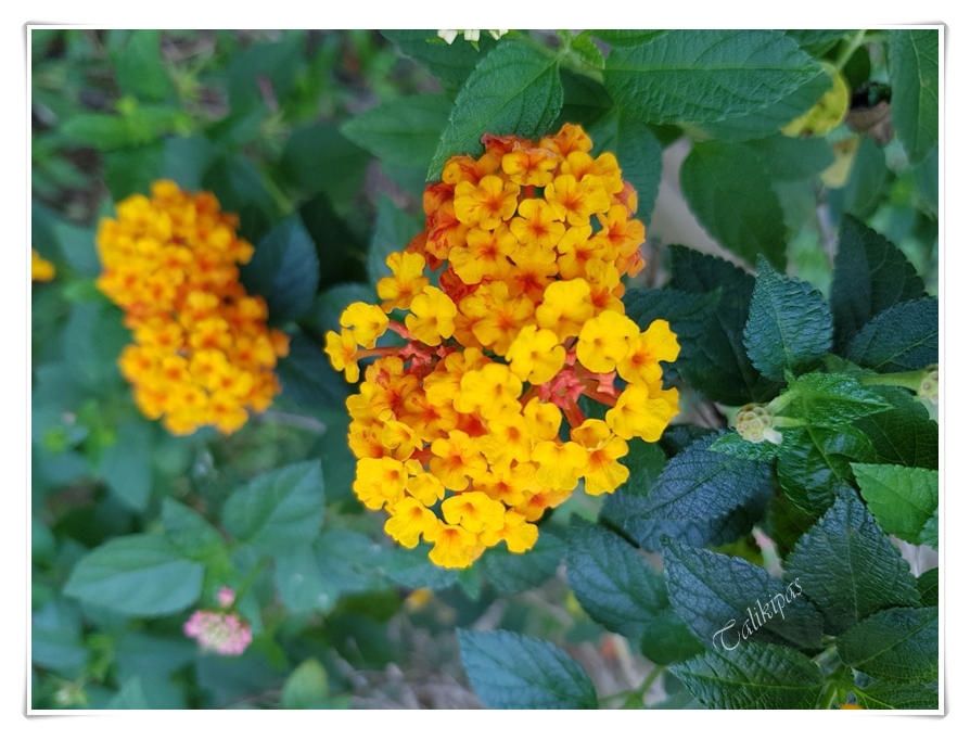 New! 20 seeds Pink Lantana camara ผกากรองส้ม Cloth of gold Thailand 
