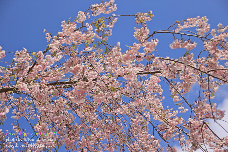 Japan Spring Tree Color Colorful Spring in Japan 2015...by x-file Shibazakura