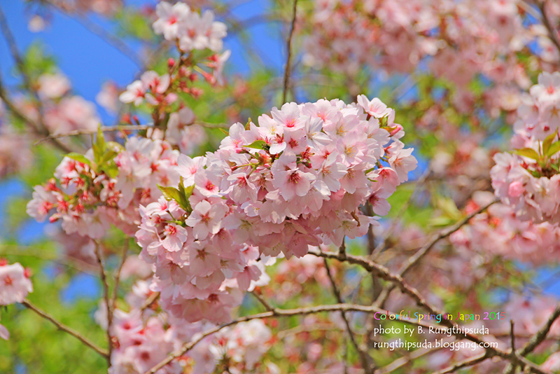 Japan Spring Tree Color Colorful Spring in Japan 2015...by x-file Shibazakura