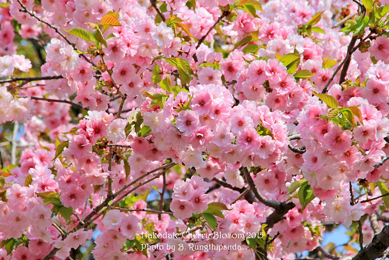Japan Spring Tree Color Colorful Spring in Japan 2015...by x-file (Hakodate - Tokyo - Kyoto ...