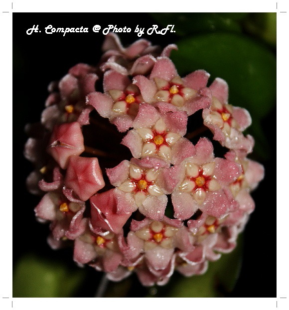 H. Compacta ชื่อไทยเขาว่าอะไรนะ