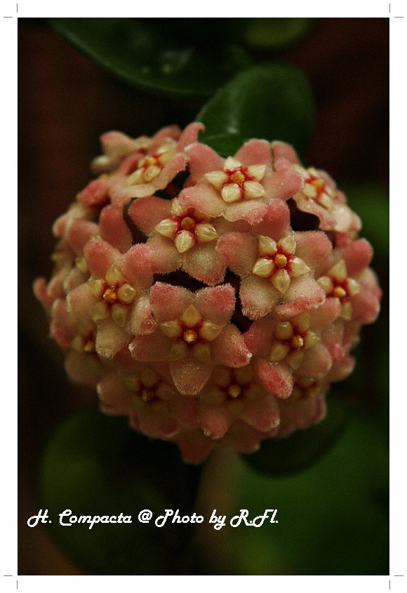 H. Compacta ชื่อไทยเขาว่าอะไรนะ