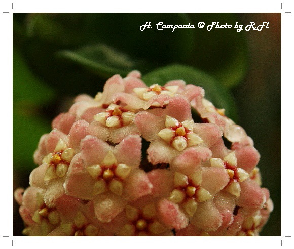 H. Compacta ชื่อไทยเขาว่าอะไรนะ