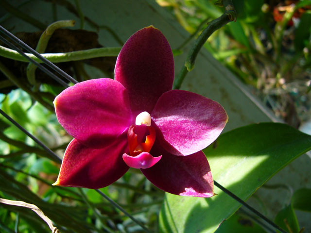 Phal Formosa Zu