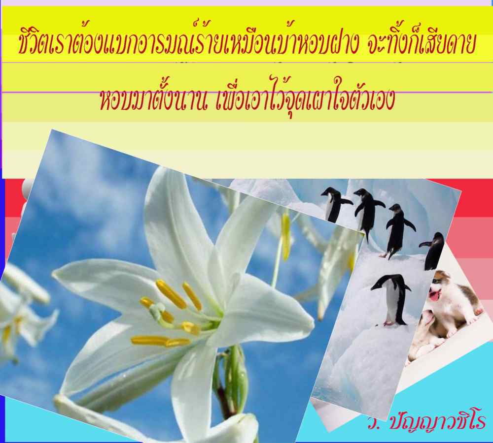 My Image 27