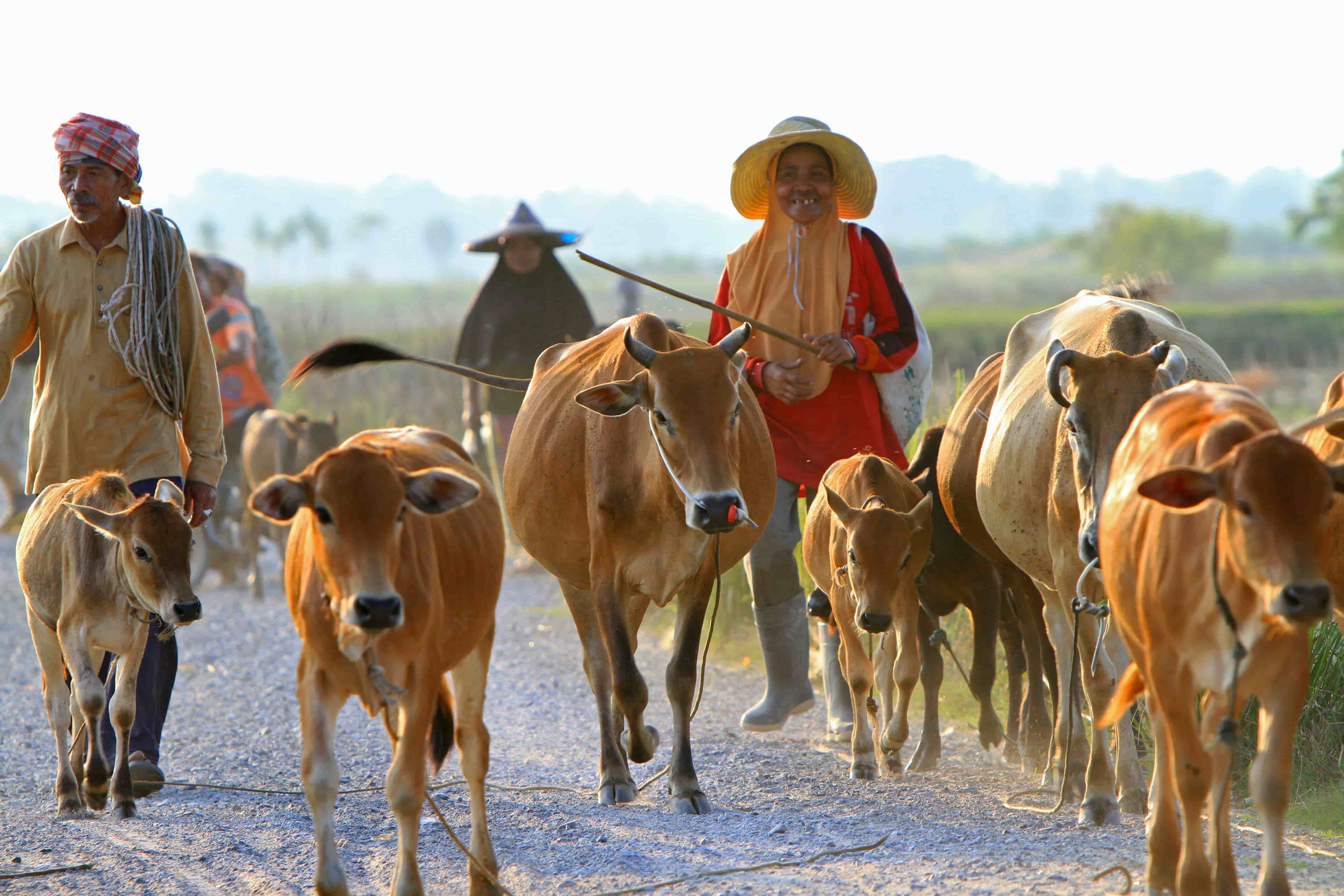 Traditional ways of like persist in Nakhon Si Thammarat, a cross-culturual hub © iStock Editorial / Getty Images Plus