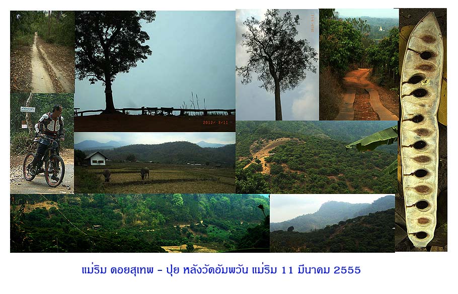 ดอยสุเทพ-ปุย สวนลิ้นจี่ ไปลงวัดอัมพวัน ที่แม่ริม