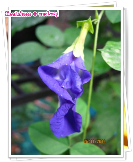 My Image 6