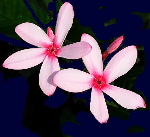 My Image 12