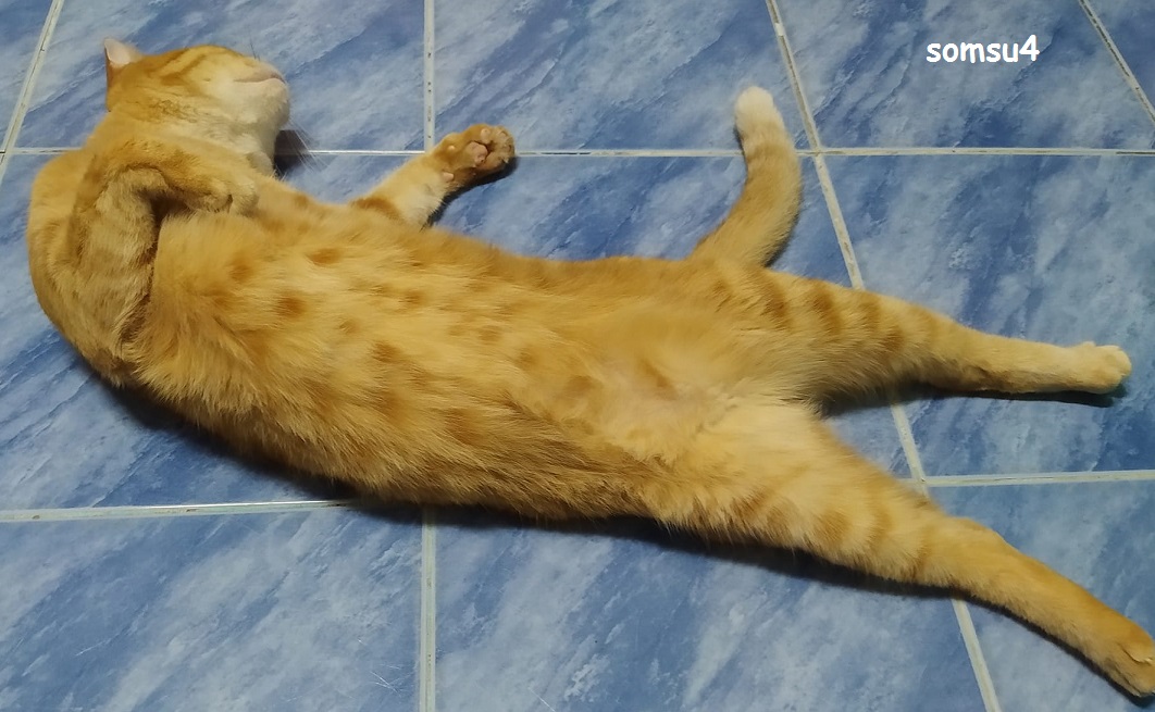 ทองเข้ม