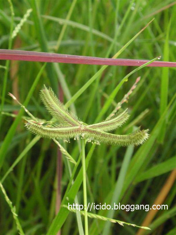 หญ าแพรก Wire Grass