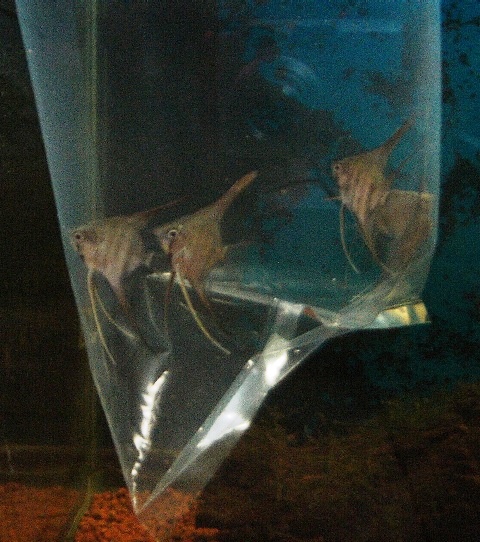 My Image 11