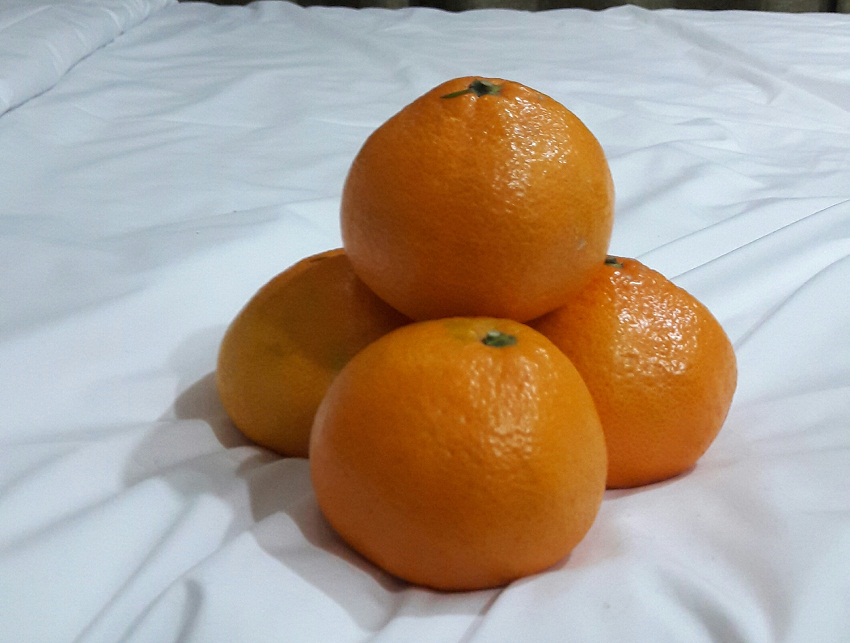 ตอนที่5สวนส้มที่พัฒนาจนเป็นแหล่งท่องเที่ยวเกาะเซจูเกาหลีใต้