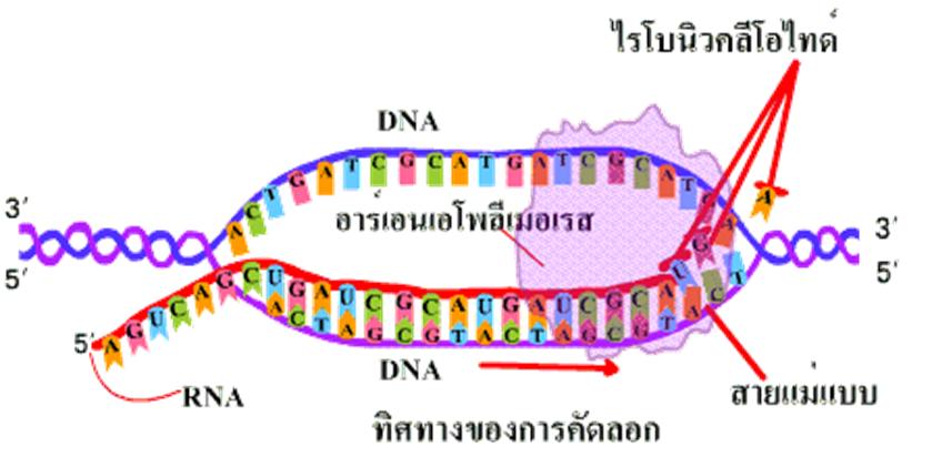Рнк ростов. ДНК. Цепочка ДНК. ДНК И РНК. Транскрибируемая цепь ДНК это.