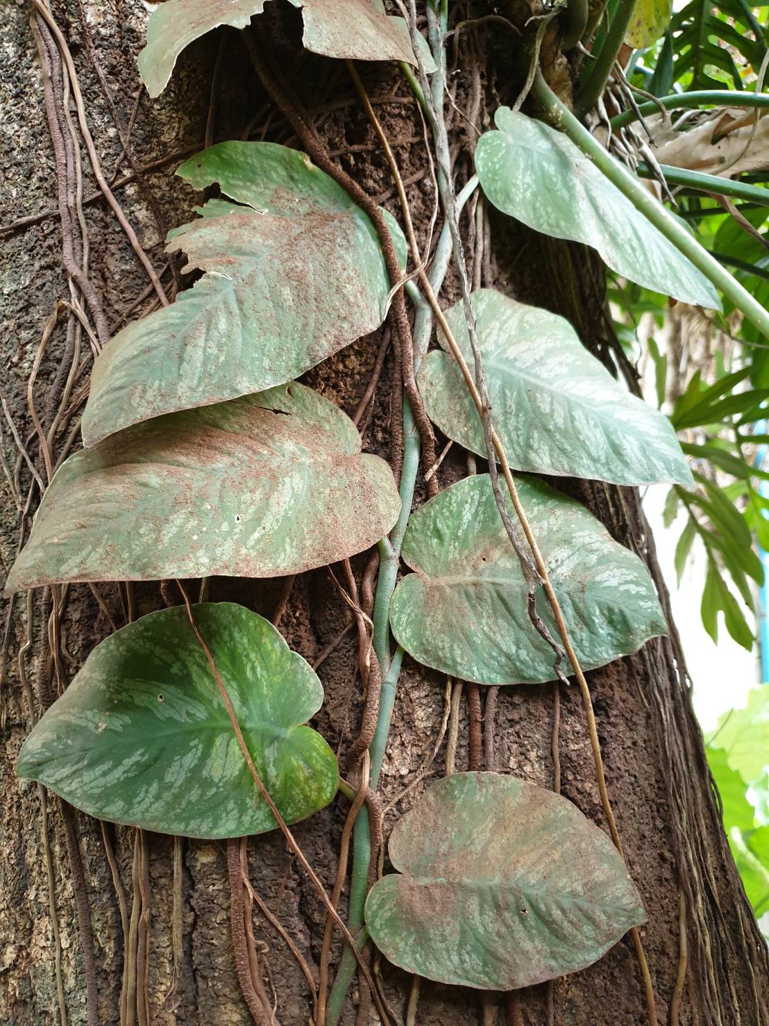 ลวดลายใบค่อยๆจางลง ขนาดใบใหญ่ขึ้น