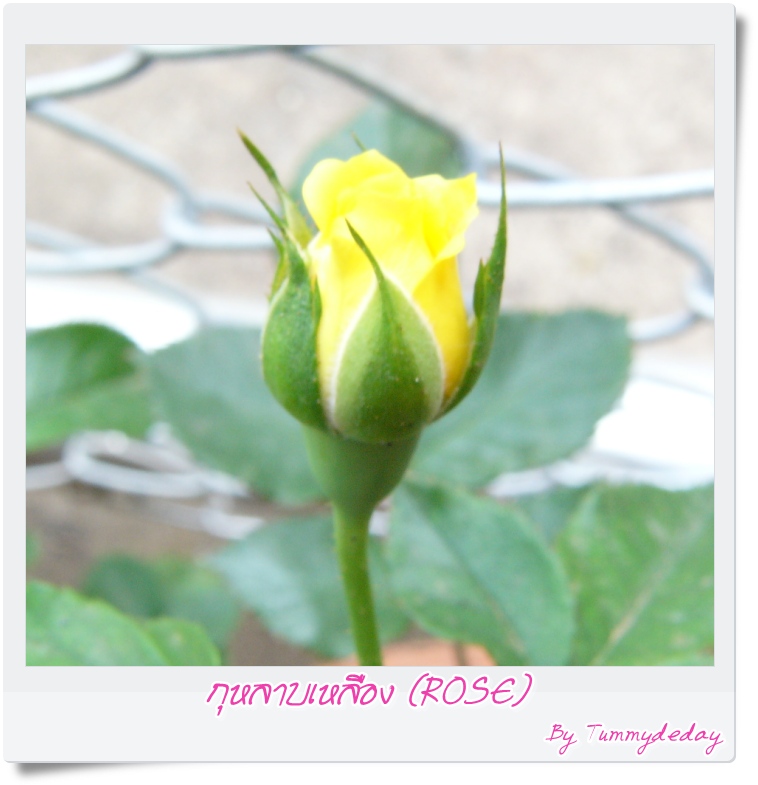 My Image 72