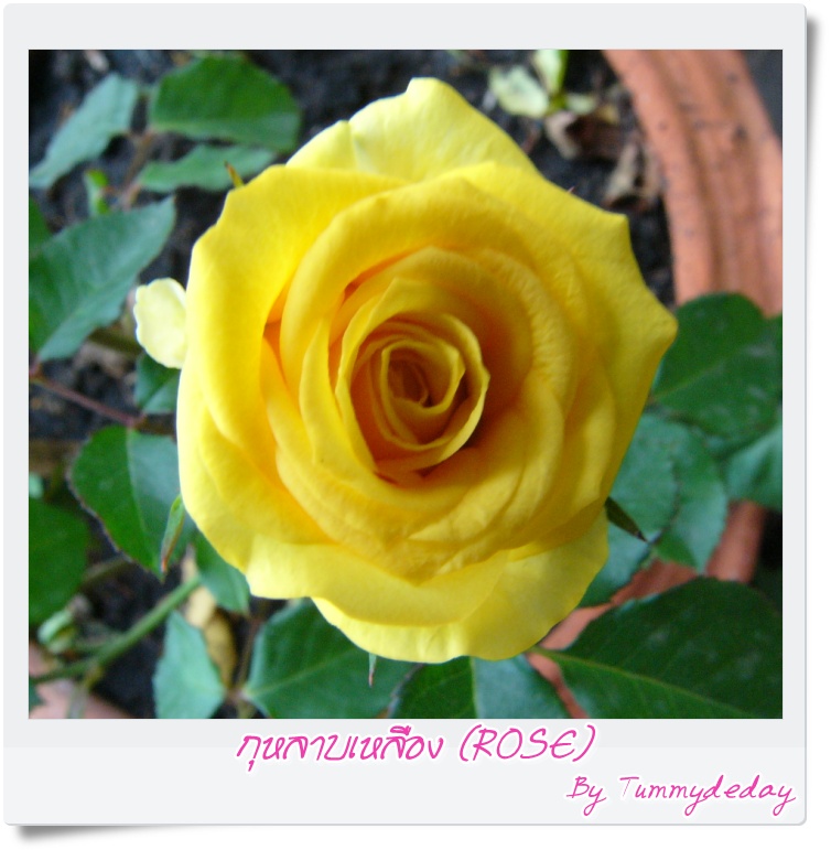 My Image 3