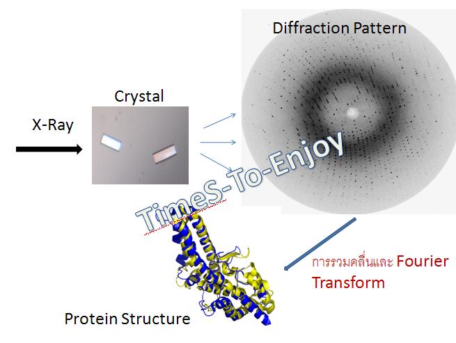 Protein Crystallography จาก crystal สู่ Diffraction Patter จนได้ ...