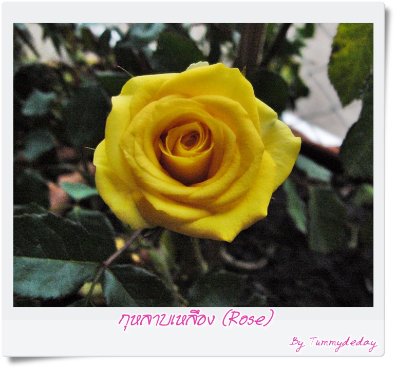 My Image 26