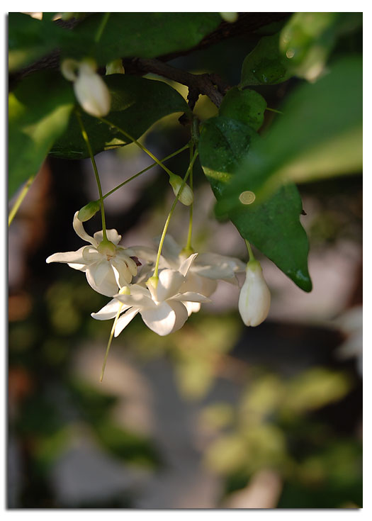 Bloggang.com : หยุ่ยยุ้ย : ดอกไม้ที่บ้าน ขาวและหอมกรุ่น