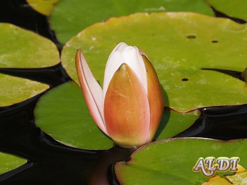 ดอก Nymphaea Lotus