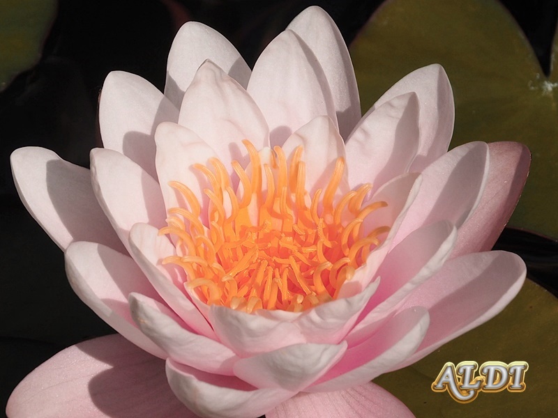 ดอก Nymphaea Lotus