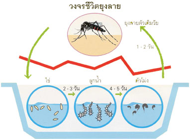 การรักษาไข้เลือดออก